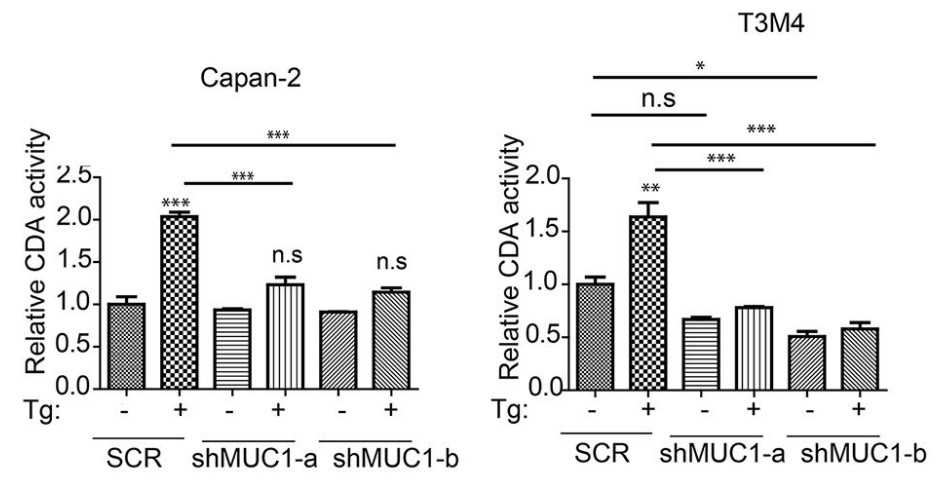 CDA activity in SCR and MUC1 knockdown cells relative to SCR.jpg